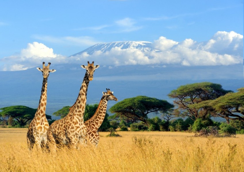 Safari au Kenya : comment préparer votre voyage ?