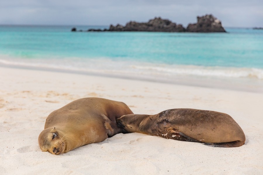 Quelles sont les réglementations et restrictions pour visiter l'île des Galapagos ?