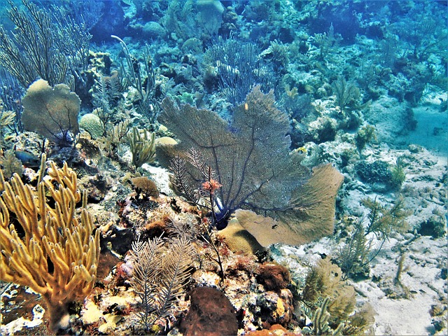 récif de Corail Bélize